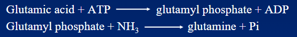 <p>Glutamyl phosphate + ADP.</p>