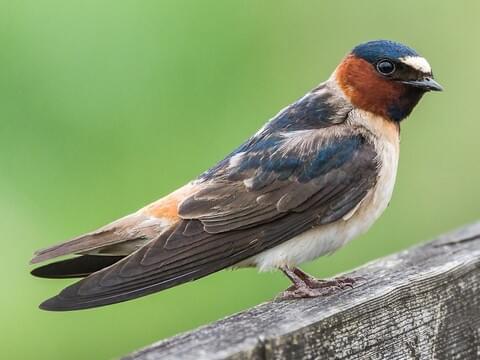 <p>blue/orange head, short tail</p>