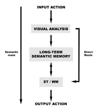 <ul><li><p>semantic: meaningful actions, stored in repetoire</p></li><li><p>visuomotor/direct: meaningless actions— mirror neurons</p></li></ul><p></p>