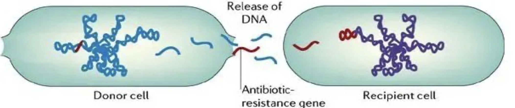 <p>Transfer of cell-free or “naked” DNA from one cell to another</p><ul><li><p>Transfers fragments of chromosomal DNA after lysis and partial degradation of donor chromosomal DNA</p></li></ul><p></p>
