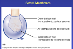 <p>serous membranes</p>