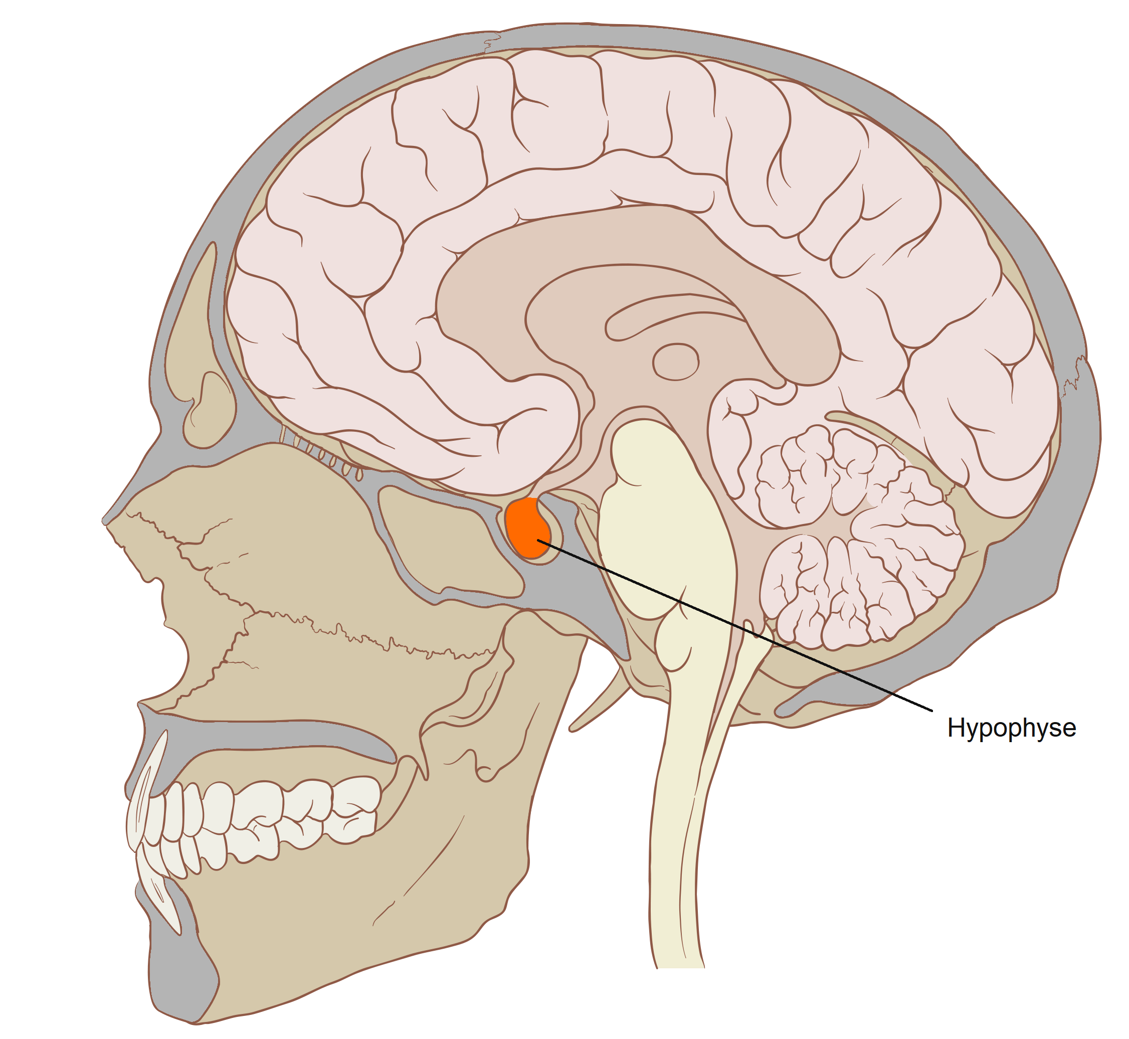 <p>The inferior side of the brain </p>