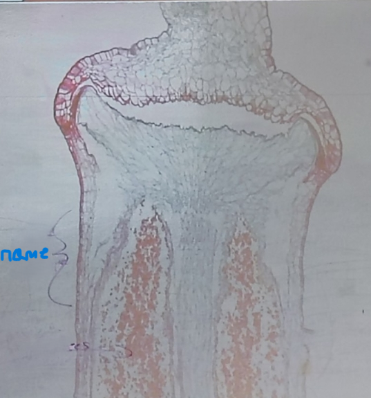 <ol><li><p>Name the part </p></li></ol><p></p>