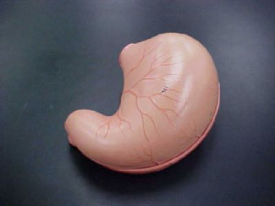 <p>Organ </p>