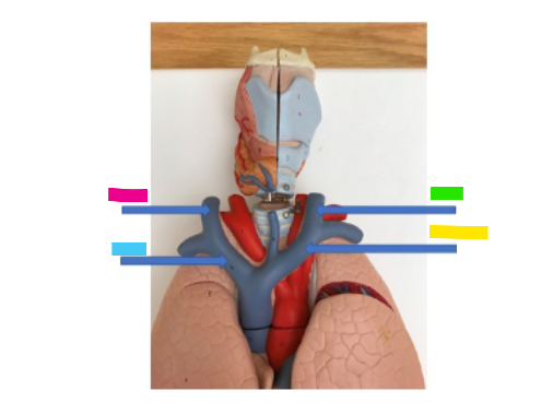 <p>What is the blue arrow?</p>