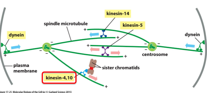 <ul><li><p>Type of chromokinesins</p></li><li><p>Move towards + end</p></li><li><p>Associated with chromosome</p></li><li><p>Push chromosome away from pole</p></li></ul><p></p>