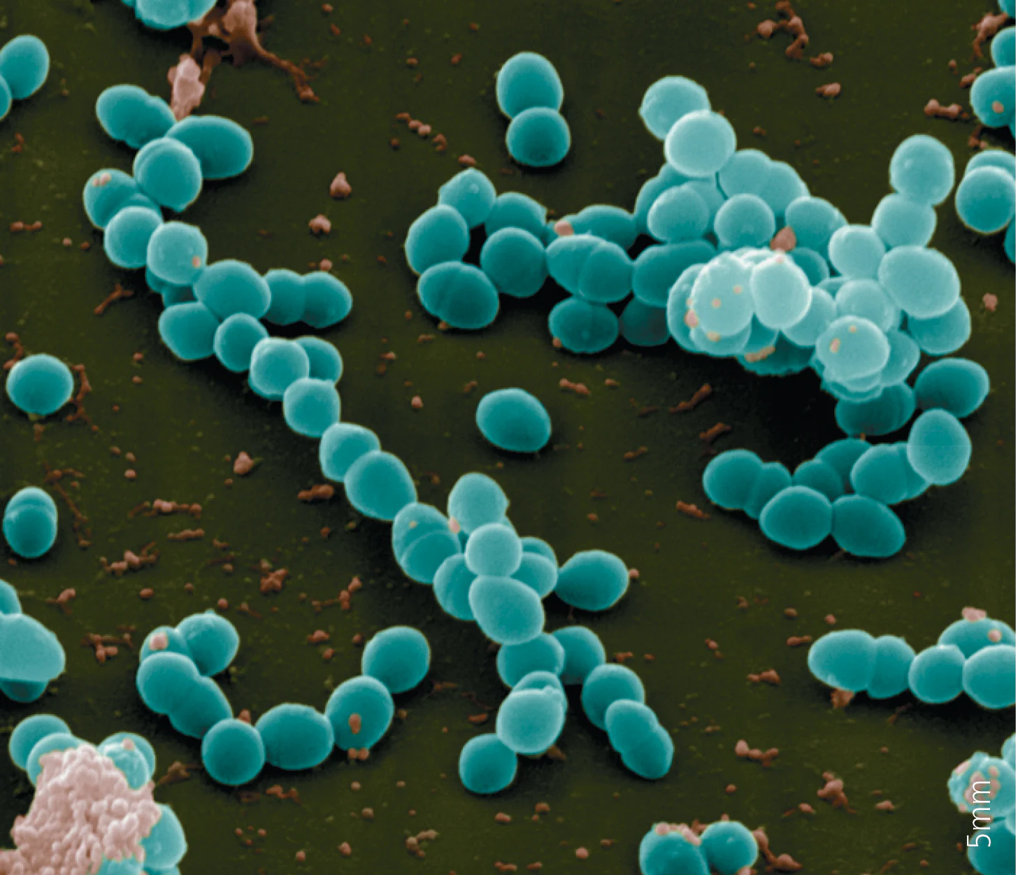 <p>What are Cocci?</p>