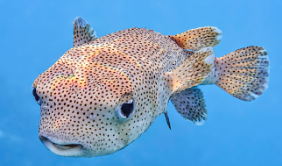 <p>SPINES covering surface of body, can increase body size</p>