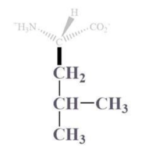 <ul><li><p>leu, L </p></li></ul><p></p><ul><li><p>CH2 - CH where the CH is bound to CH3 and CH3 sidechain </p></li></ul><p></p><ul><li><p>NP and aliphatic</p></li><li><p>clusters inside protein bc it’s hydrophobic</p></li></ul><p></p>