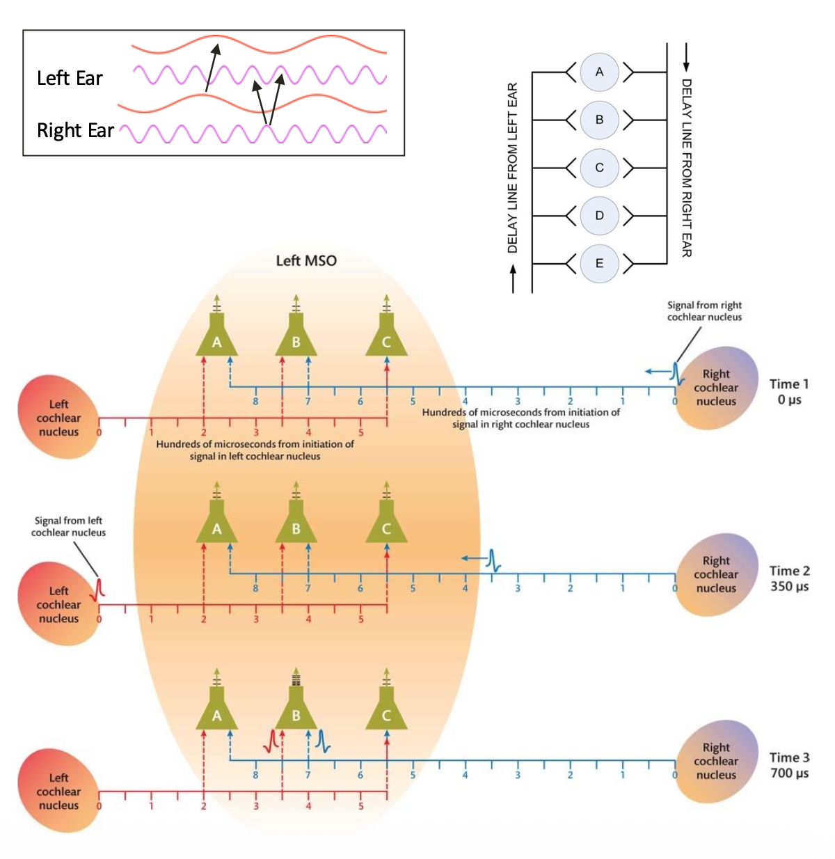 <p><u>ITD Detection &amp; Limits: Jeffress Model</u></p><p class="p2"><strong>? Model – ITD Detection &amp; Limits</strong></p><p class="p3">• Jeffress Model (1948) explains MSO ITD detection via __.</p><p class="p2">- Neurons fire only when input from __ arrives simultaneously.</p><p class="p2"><span data-name="arrow_right_hook" data-type="emoji">↪</span> Matches __ of sine waveforms.</p><p class="p2">• Fails at <u>low/high</u> frequencies: hard to match peaks.</p>