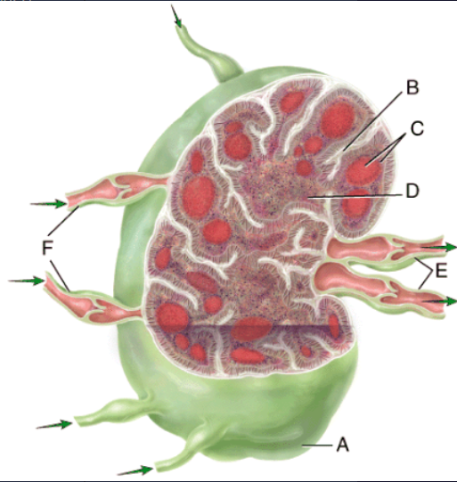 <p>Which region includes B cells, follicular dendritic cells and macrophages?</p>
