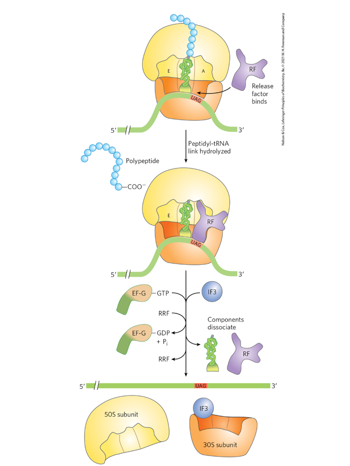 <p>Use Fig. 27-31 (p. 1035) to account for the one high</p><p>energy bond used in termination.</p><p></p>