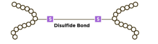 <p>sulfur-sulfur covalently linked</p>
