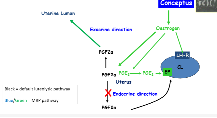 <p>in pigs life of the corpora lutea are extended by a combination of increased secretion of estradiol and decreased secretion and redirection of PGF2a</p>