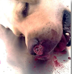 <p>Describe this nasal discharge. What is it associated with?</p>