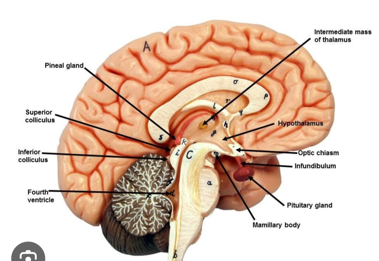 <ul><li><p>intermediate mass</p></li><li><p>mammillary bodies </p></li><li><p>infundibulum </p></li><li><p>pituitary gland </p></li></ul><p></p>