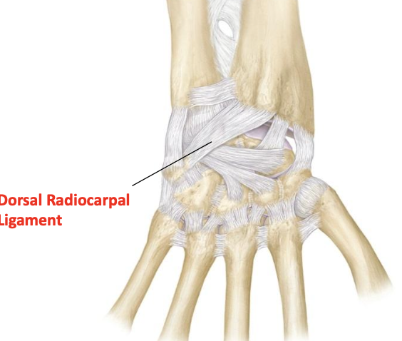 <p>Dorsal radiocarpal ligament</p>
