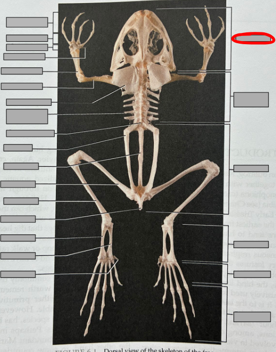 <p>What part of the organism is this?</p>