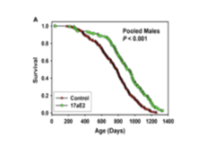 <ul><li><p>↑ lifespan in <strong>male mice</strong></p></li><li><p>Potential translational issues:</p><ul><li><p>Feminisation effects</p></li></ul></li><li><p>(Evidence mainly from animal studies)</p></li></ul><p></p>