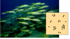 <p>A population pattern in which organisms live in groups or clusters.</p>
