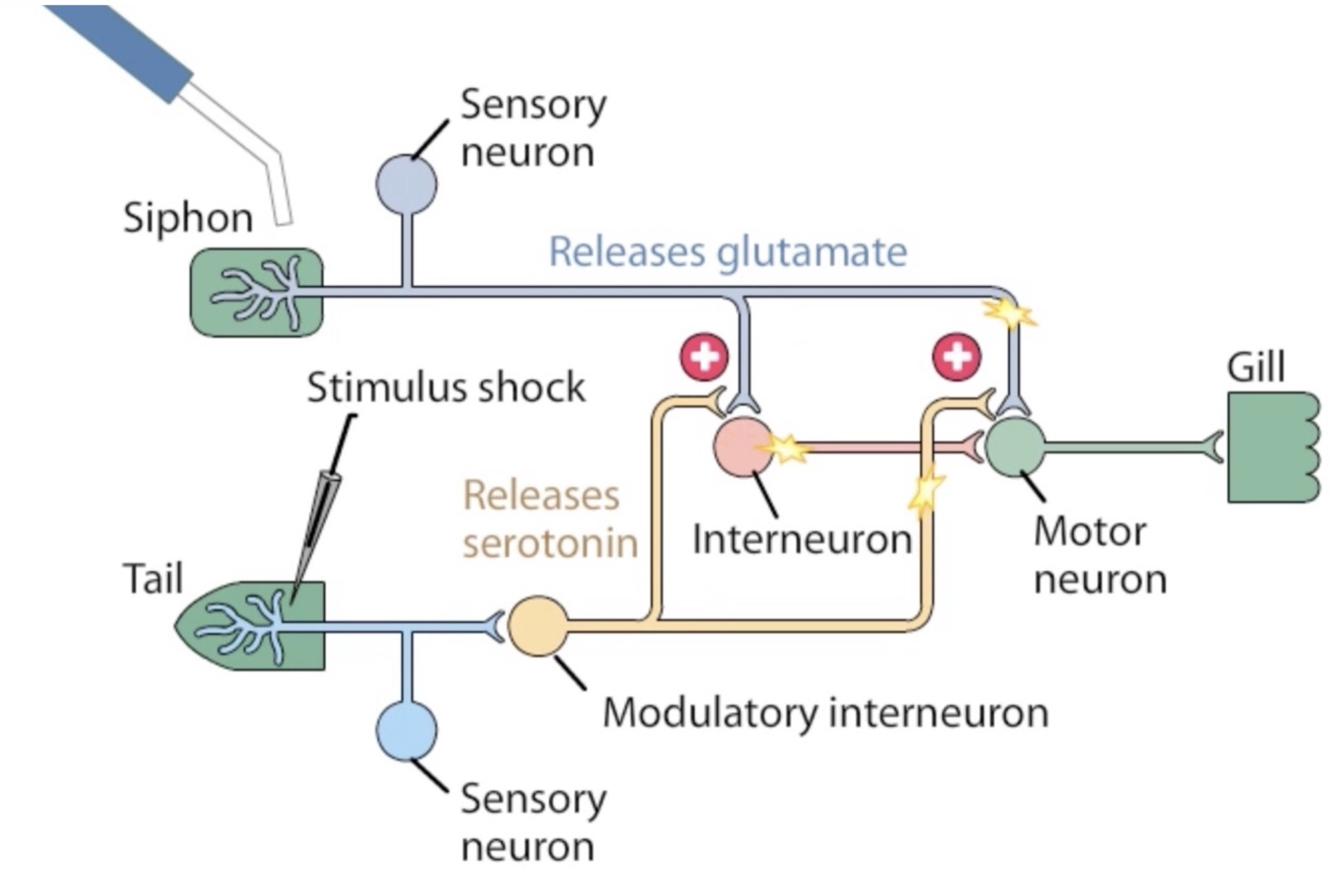 <p>Stimulus bénin sur siphon → retrac° faible bronchie</p><p class="has-focus">Choc élec. sur queue + même stim bénin siphon → rétrac° forte bronchie</p><p class="has-focus">CC : stimulus nocif sur queue active un interneurone modulateur → libère sérotonine (prolonge signal nerveux) → agit sur moto. bronchie = sensib° à court terme</p>