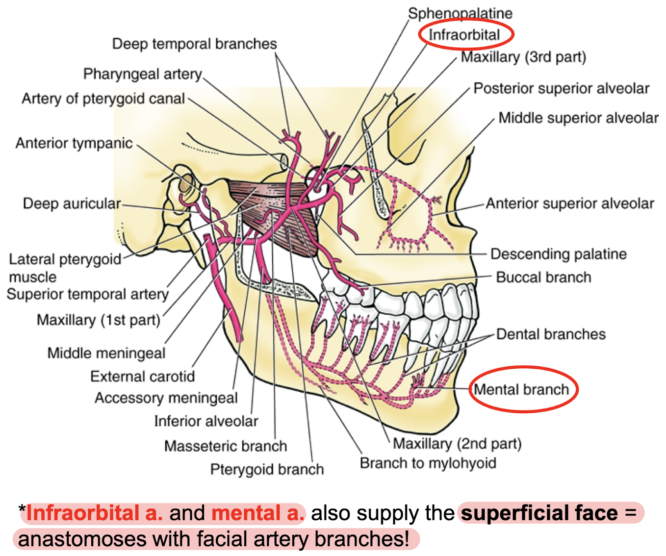 <p>Infraorbital a. (part 3) and mental branch (part 1 from inferior alveolar a.).</p>