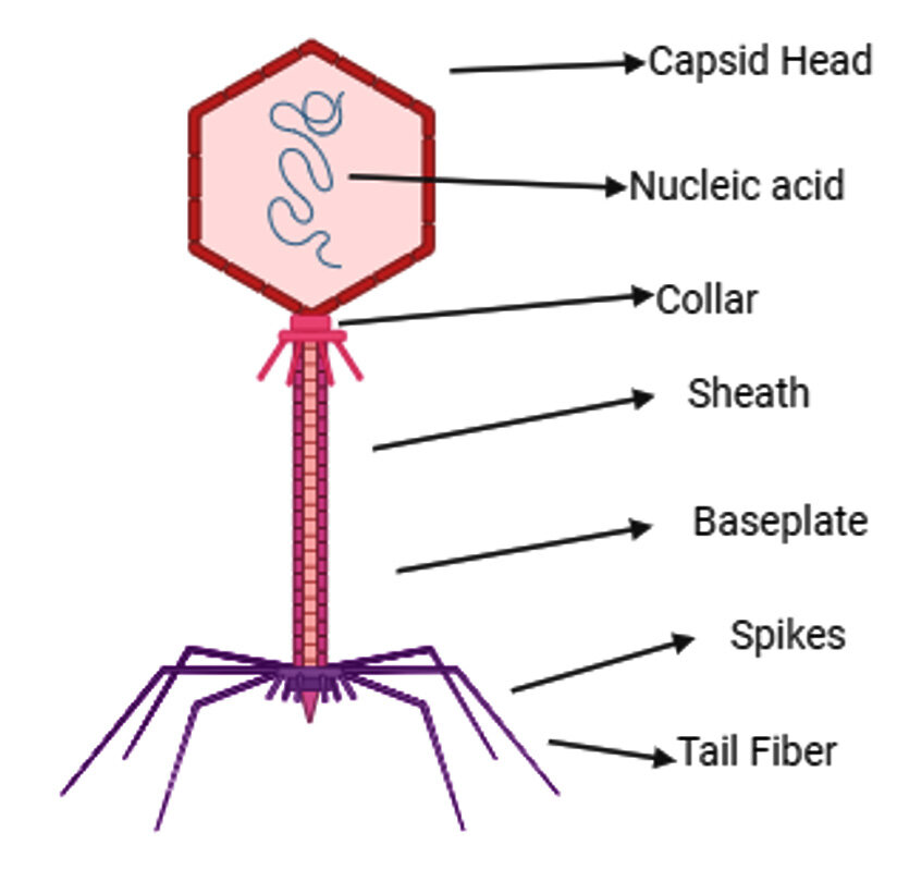 <p>No, <strong><u>bacteriophage infects <mark data-color="#ffffff" style="background-color: rgb(255, 255, 255); color: inherit;">prokaryotic cells</mark></u></strong> not human cells</p>