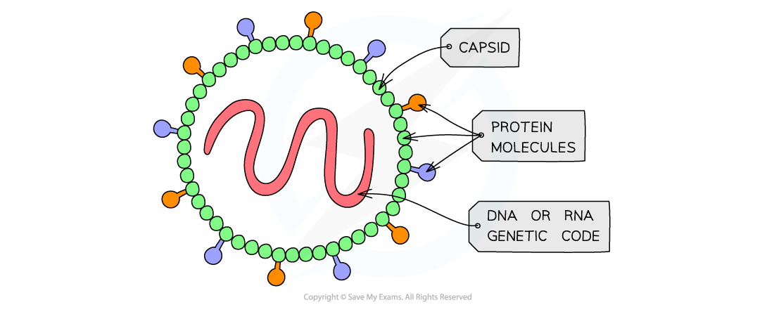 <p>What are the key features of viruses?</p>