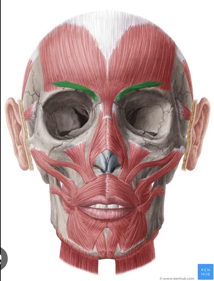 <p>(Highlighted in green)</p>