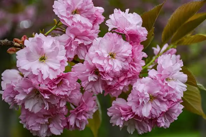 <p>Flor cortada </p>