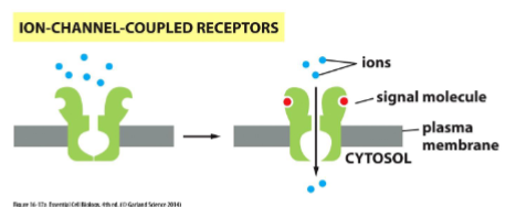 <p>how a postsynaptic cell can receive a chemical signal (a neurotransmitter) and transduce it into an electrical signal by opening ion channel and causing a change in the membrane potential. important in neurons and electrically excitable cells like muscle cells</p>