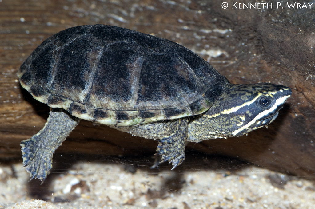 <p>Sternotherus odoratus</p>