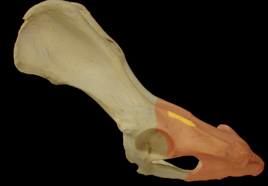 <p>Ischiatic spine </p>