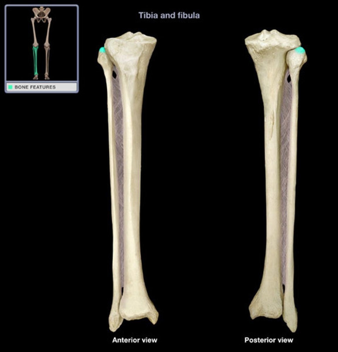<p>fibula</p>