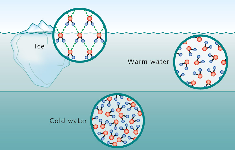 <p>Composed of two hydrogen atoms covalently bonded to a single oxygen molecule</p><p>Dihydrogen Dioxide:polar molecule due unequal sharing of electons. Causes a negative change to form and a slightly postive change form near the hydrogens.</p><p>hydrogen atoms stick to each other since they are polar (Cohesions between the hydrogen atoms)</p><p>(Hydrogen bonding dictates the pressure and temperatures at which water is liquid, Number of hydrogen bonds increase, less dense (Tetrahedral) </p>