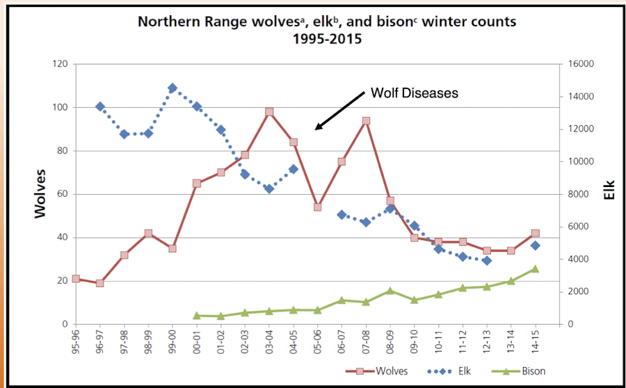 <p>historically persecuted by govt and ranchers, last killed in 1926</p><p>but lack of wolves and other large predators resulted in massive increases of elk, peaking at about 14 000 → ecosystem services and biodiversity threatened</p><p>reintroduced in 1995 w wolves from alberta, also contributed to the increase in bison numbers</p><p>ecological cascade effects</p><p>huge increases in tourism revenue and visitation with the reintroduction (compared to minimal losses in hunting)</p>