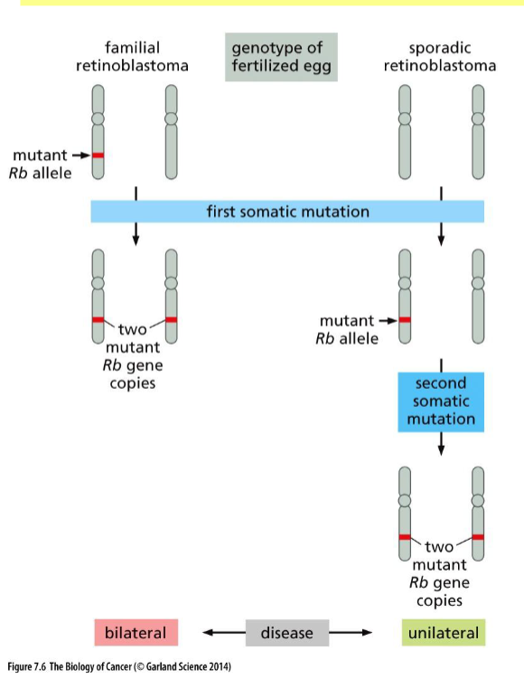 <p>two mutations is much more rare than one</p>