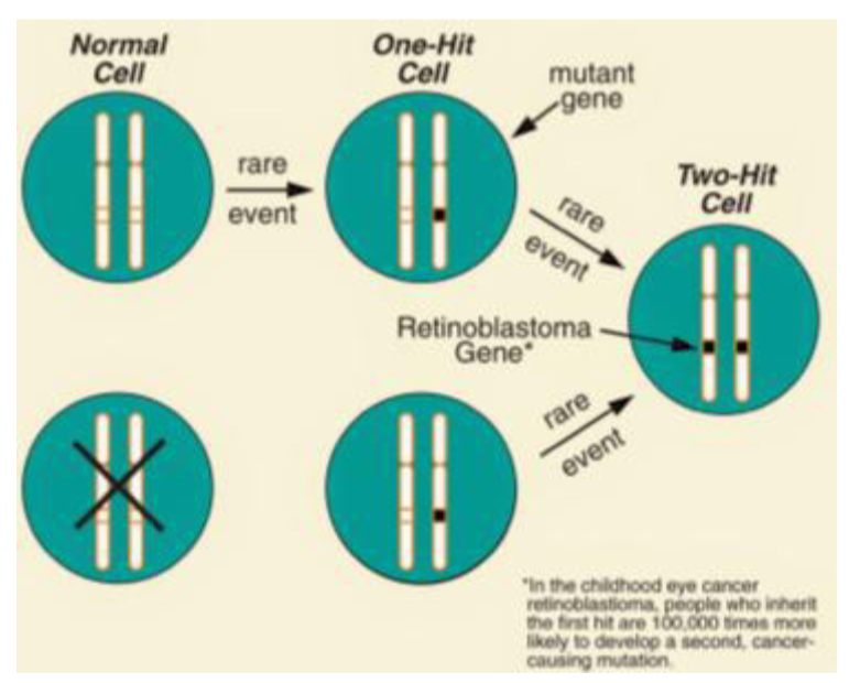 <p>environmental factors hit genes to become faulty</p>