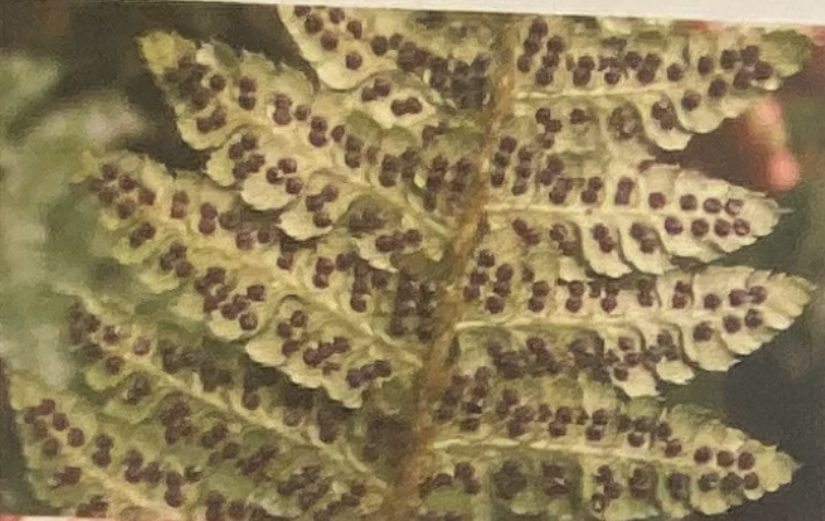 <p>Which of the two main types of leaves is represented?</p>