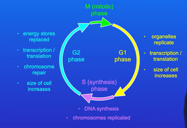 <p>Now the cell enter G2 phase</p><p>During G2 , the cell replaces energy stores used during the S phase, cell also continues to carry out translation and transcription , any damaged chromosomes are repaired during G2</p><p>Cell continues to grow</p>