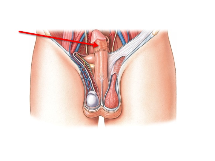 <p>Name the structure</p>