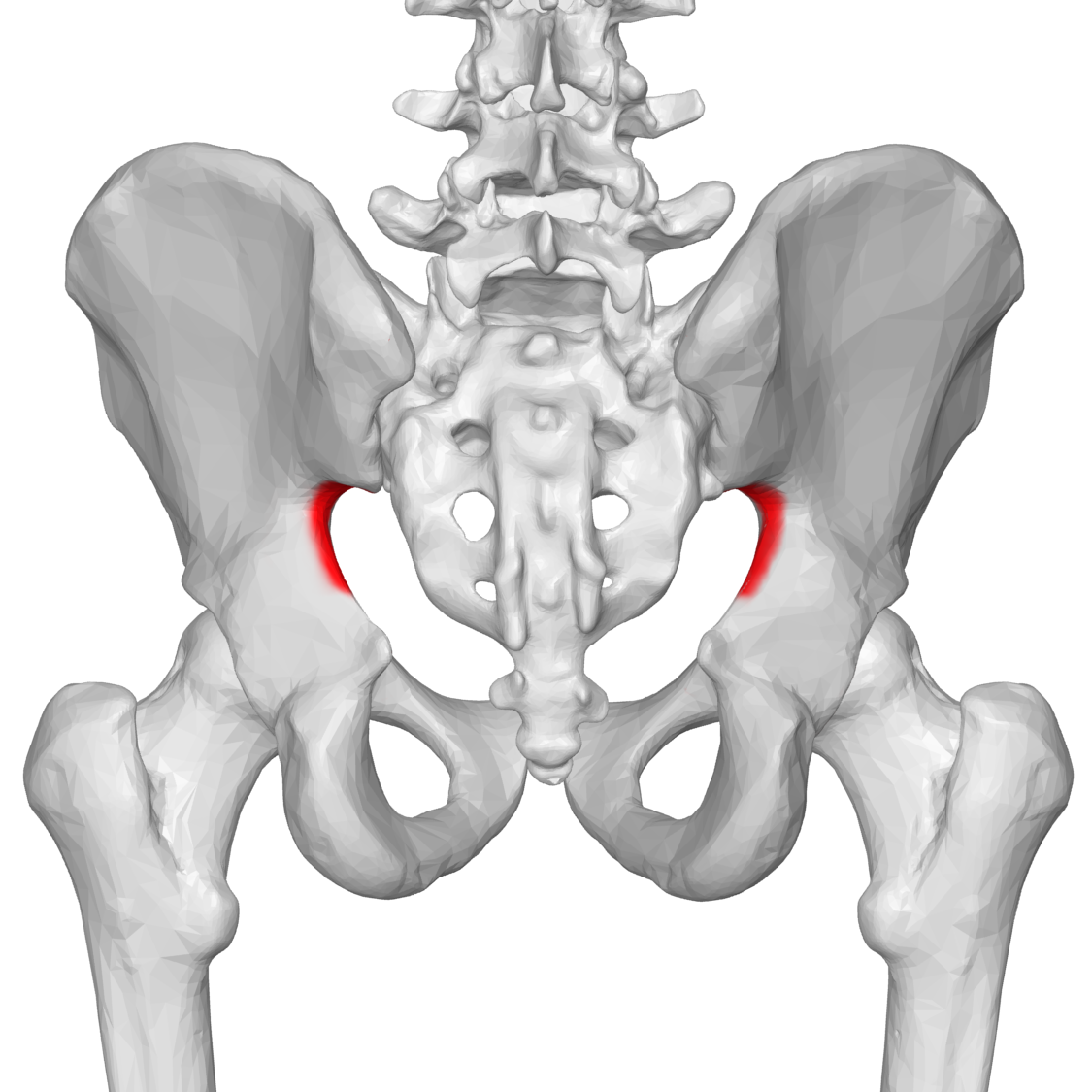 <p>Name the specific part of the bone in color</p>