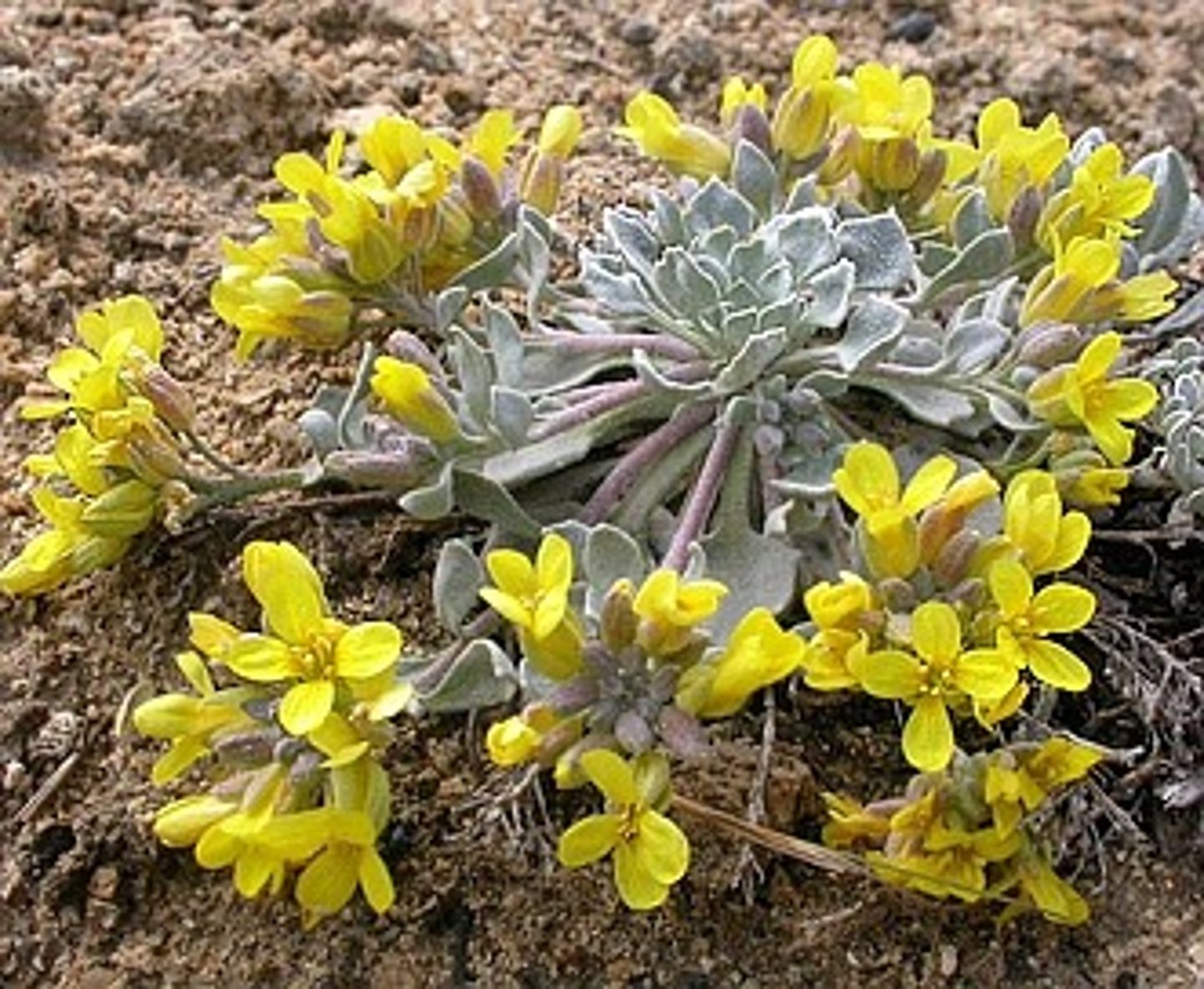 <p>Physaria montana</p>