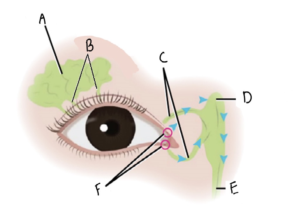 <p>Label the lacrimal apparatus of the eye</p>