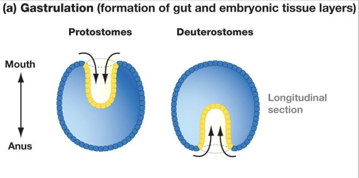 <ul><li><p>Gastrulation is the formation of gut and embryonic tissue layers</p></li><li><p>Protostomes develop their gut from mouth to anus</p></li><li><p>Deuterostomes develop their gut from their anus to mouth</p></li></ul><p></p>
