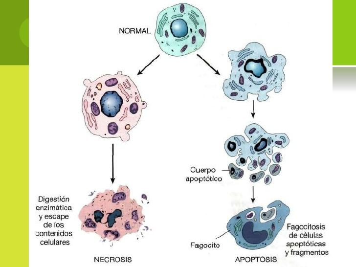 <p>Daño celular compromete estructuras intracelulares, sin embargo, hay algunos organelos más comúnmente afectados en daño celular, ¿cuáles son?</p>