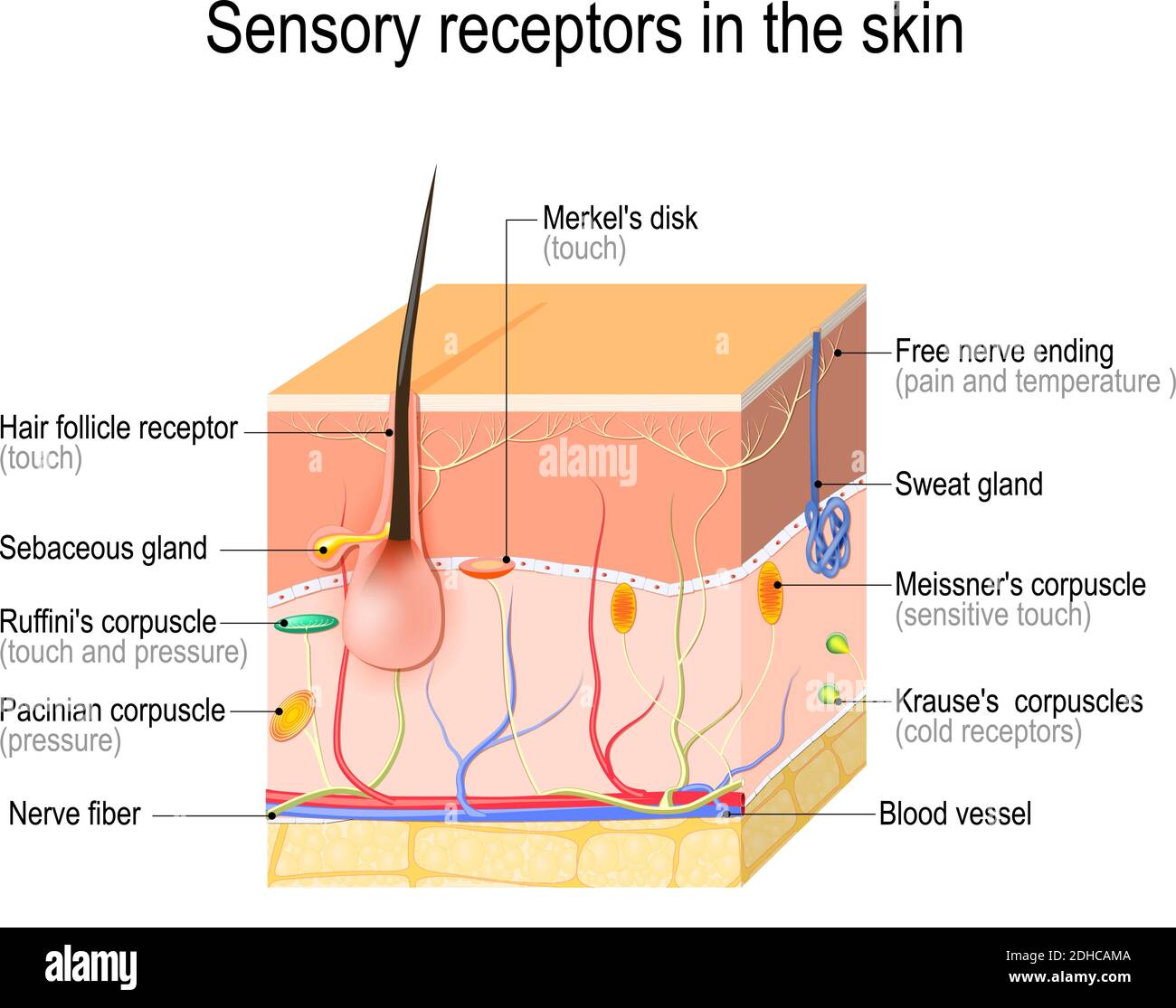 <ul><li><p>general sensory receptors</p></li><li><p>detect light touch/ feeling textures</p></li><li><p>found in sensitive areas ex. fingertips</p></li><li><p>location: dermal papillae</p></li></ul><p></p>