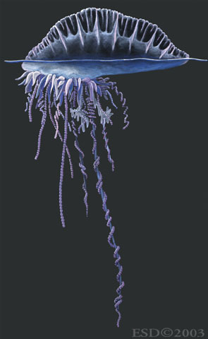 <p>7 cormidia, prisoner medusae</p>