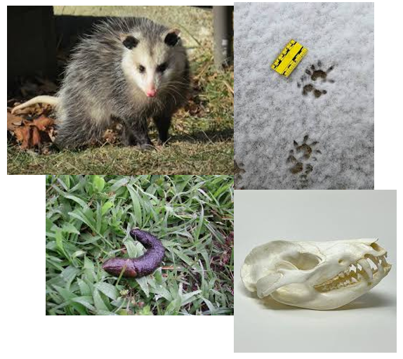 <p><span>five toes on all feet, hind foot featuring a unique, clawless, 90-degree opposable thumb, scat is curved with tapered ends</span></p>