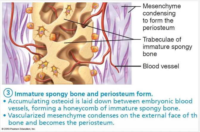 <ul><li><p>Trabeculae form as more osteoids fuse together</p></li><li><p>Mesenchyme flattens to form the periosteum, which contains osteoblasts</p></li></ul><p></p>